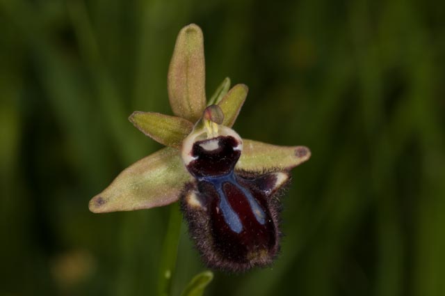 Ibrido Ophrys bertoloniiformis x O. incubacea